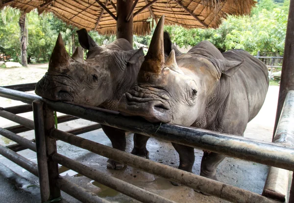 Двурогий носорог в зоопарке — стоковое фото