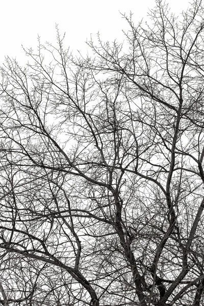 树枝上白 — 图库照片
