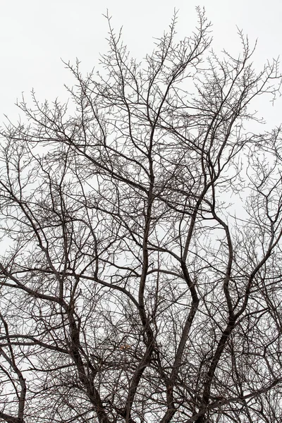 Ramos de árvore em branco — Fotografia de Stock