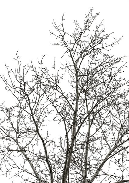 Κλαδιά δέντρων σε λευκό — Φωτογραφία Αρχείου