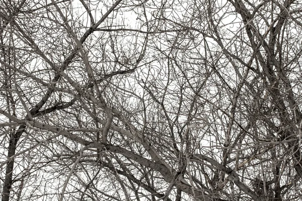 Ramas de árboles en blanco — Foto de Stock