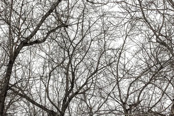 Ramas de árboles en blanco — Foto de Stock