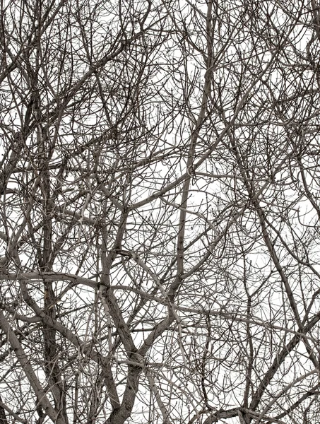 Ramas de árboles en blanco — Foto de Stock