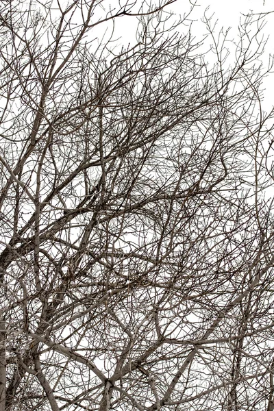 Ramas de árboles en blanco — Foto de Stock