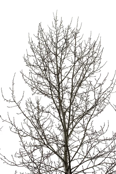 Beyaz ağaç dallarında — Stok fotoğraf