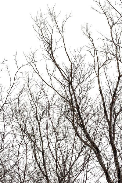 白の木の枝 — ストック写真