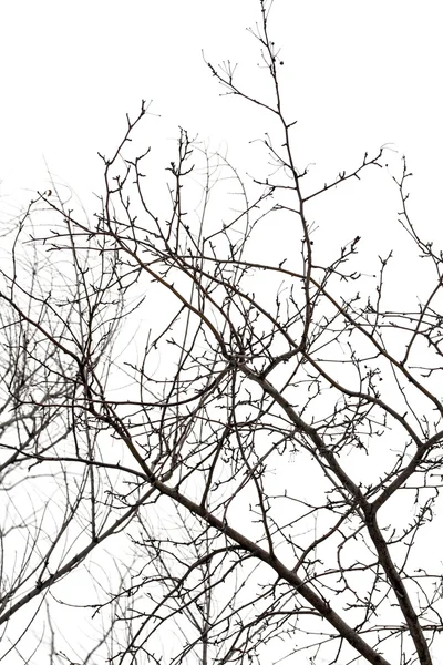 Branches d'arbres sur blanc — Photo