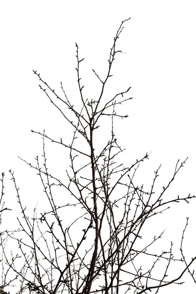 Branches d'arbres sur blanc — Photo