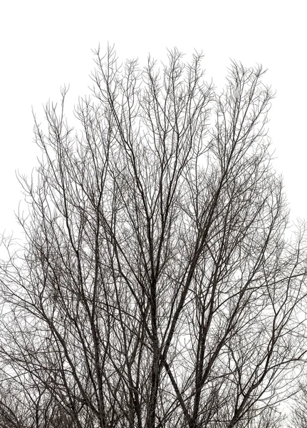 Rami d'albero su bianco — Foto Stock