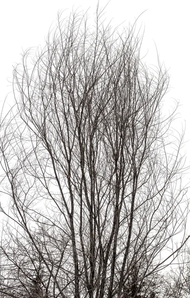 Ramas de árboles en blanco — Foto de Stock