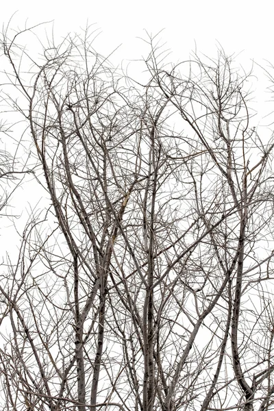 Гілки дерева на білому — стокове фото