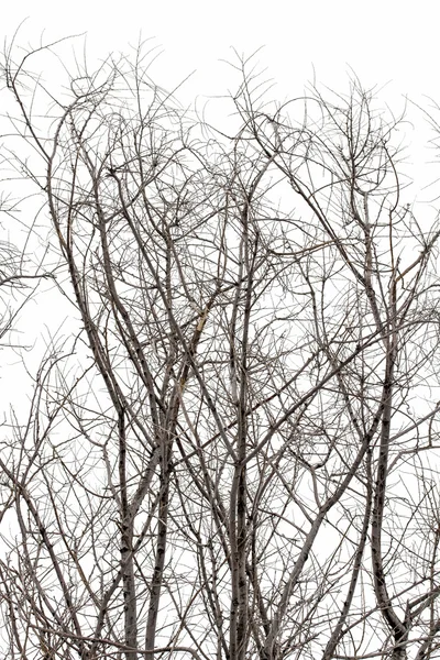 Ramas de árboles en blanco — Foto de Stock