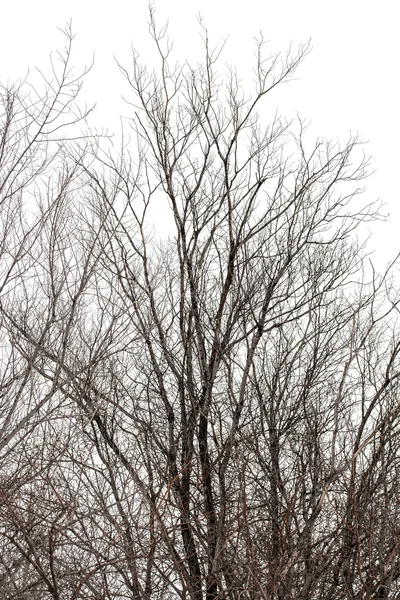 Гілки дерева на білому — стокове фото