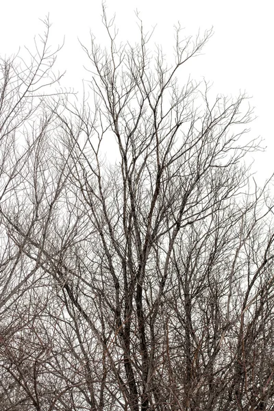 Branches d'arbres sur blanc — Photo