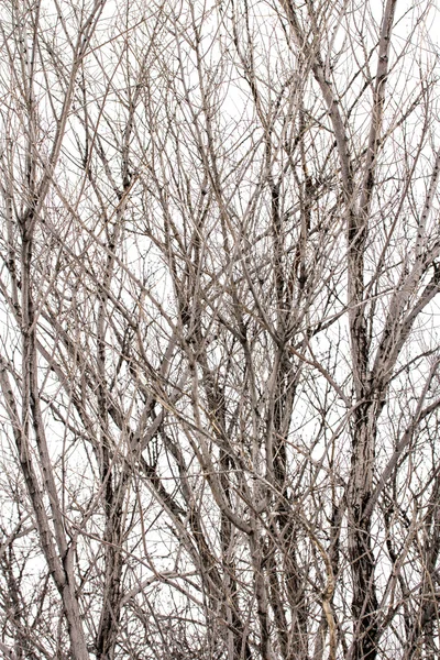 Trädgrenar på vit — Stockfoto