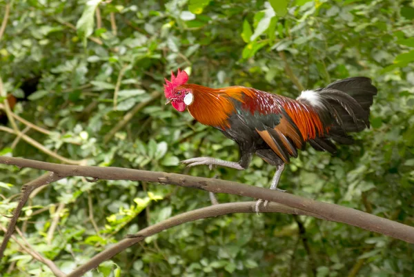 Gallo colorido en el jardín — Foto de Stock