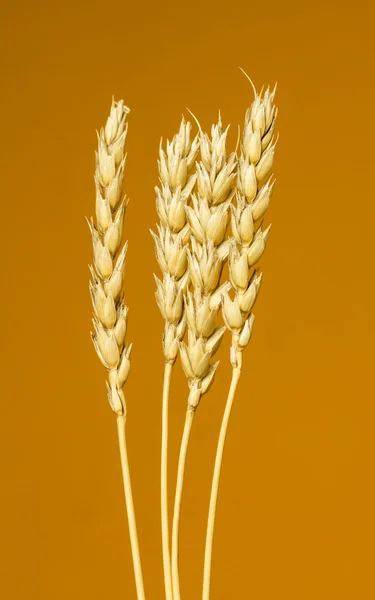 Espigas de trigo amarelo — Fotografia de Stock