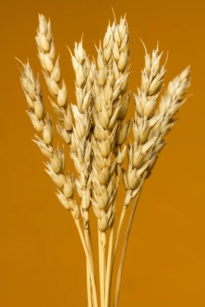 Sarı buğday kulakları