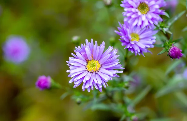 Camomilas azules en la naturaleza —  Fotos de Stock