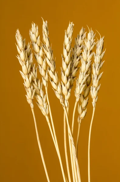 Sarı buğday kulakları