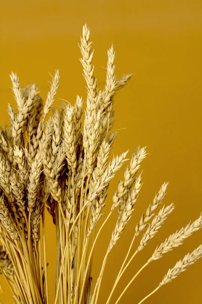 Sarı buğday kulakları