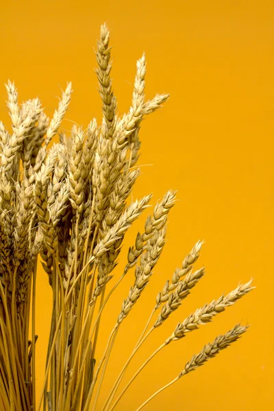 Sarı buğday kulakları