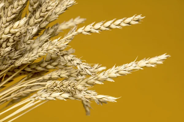 Sarı buğday kulakları
