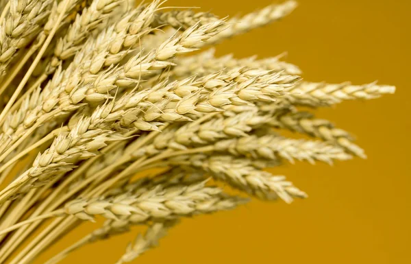 Sarı buğday kulakları