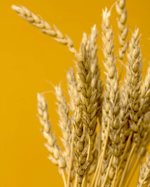 Sarı buğday kulakları