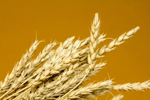 Sarı buğday kulakları