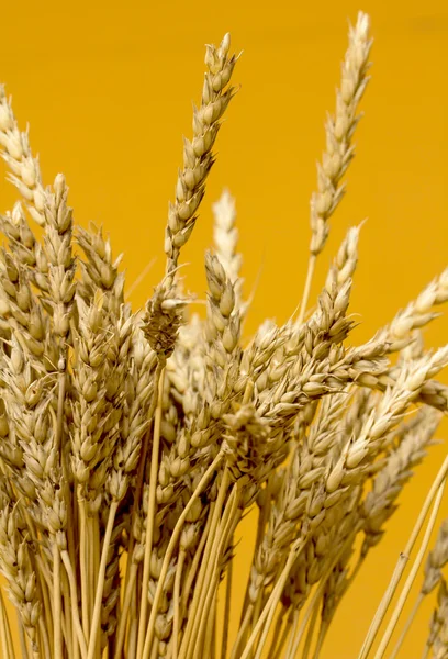 Sarı buğday kulakları