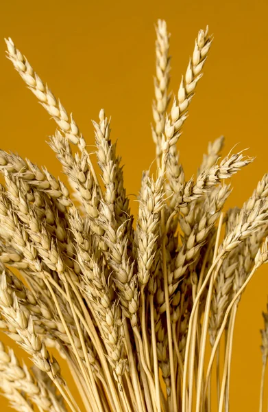Sarı buğday kulakları