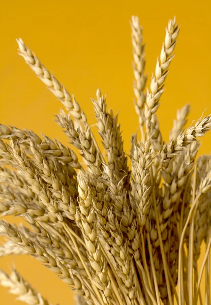 Sarı buğday kulakları