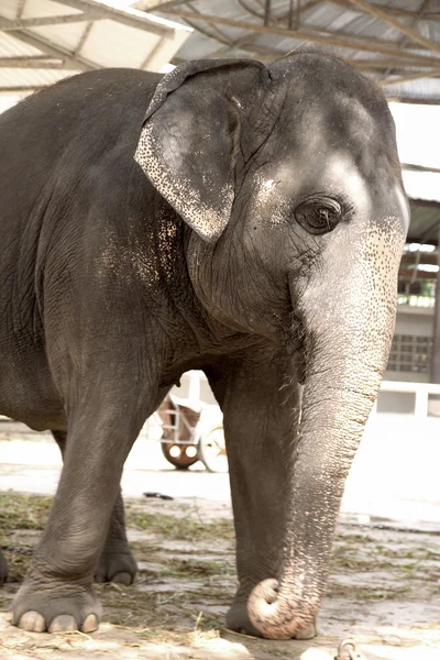 Серый слон в зоопарке — стоковое фото