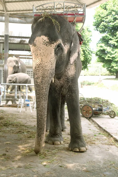 Серый слон в зоопарке — стоковое фото
