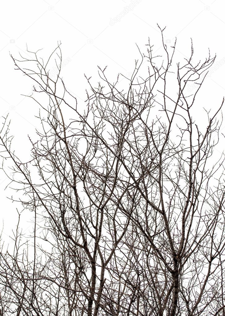 Tree branches at winter