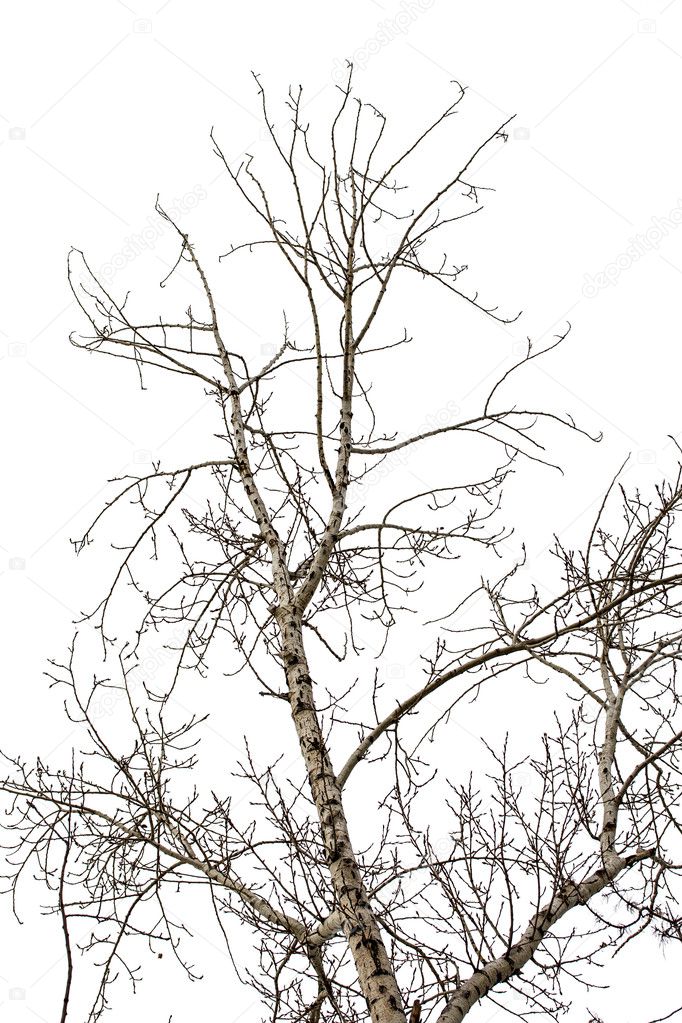 Tree branches on  white