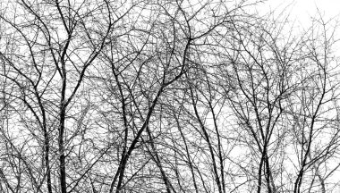 Beyaz bir ağaç dallarında