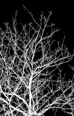 Beyaz ağaç dalları