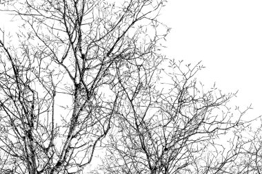 Beyaz bir ağaç dallarında