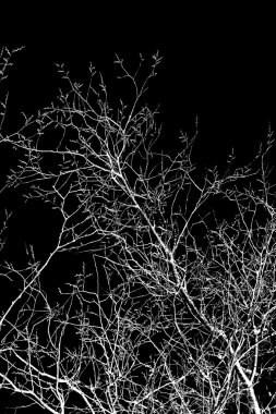 Beyaz ağaç dalları