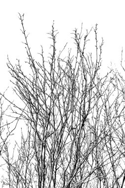 Beyaz bir ağaç dallarında