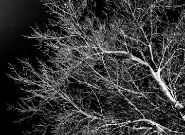 Beyaz ağaç dalları