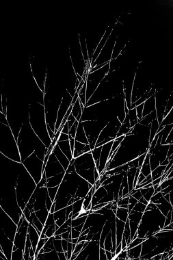 Beyaz ağaç dalları