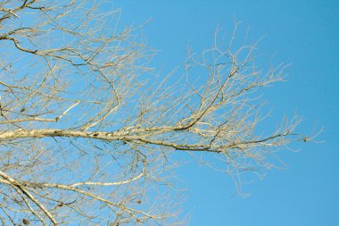Mavi gökyüzü ağaçta kuru dalları
