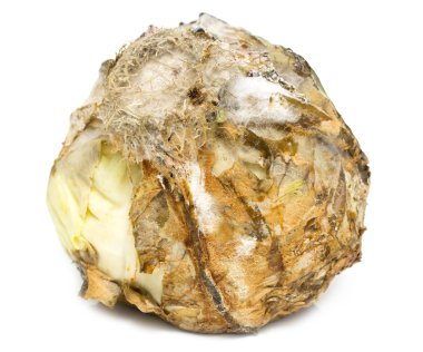 Kalıp ile şımarık çürük lahana