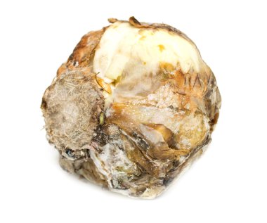 Kalıp ile şımarık çürük lahana