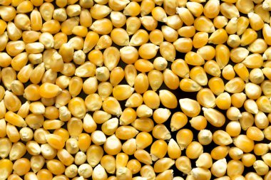 sarı mısır arka plan