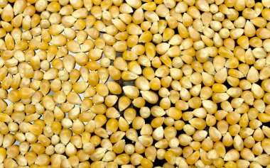 sarı mısır arka plan