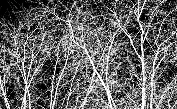 Branches d'arbres blancs — Photo